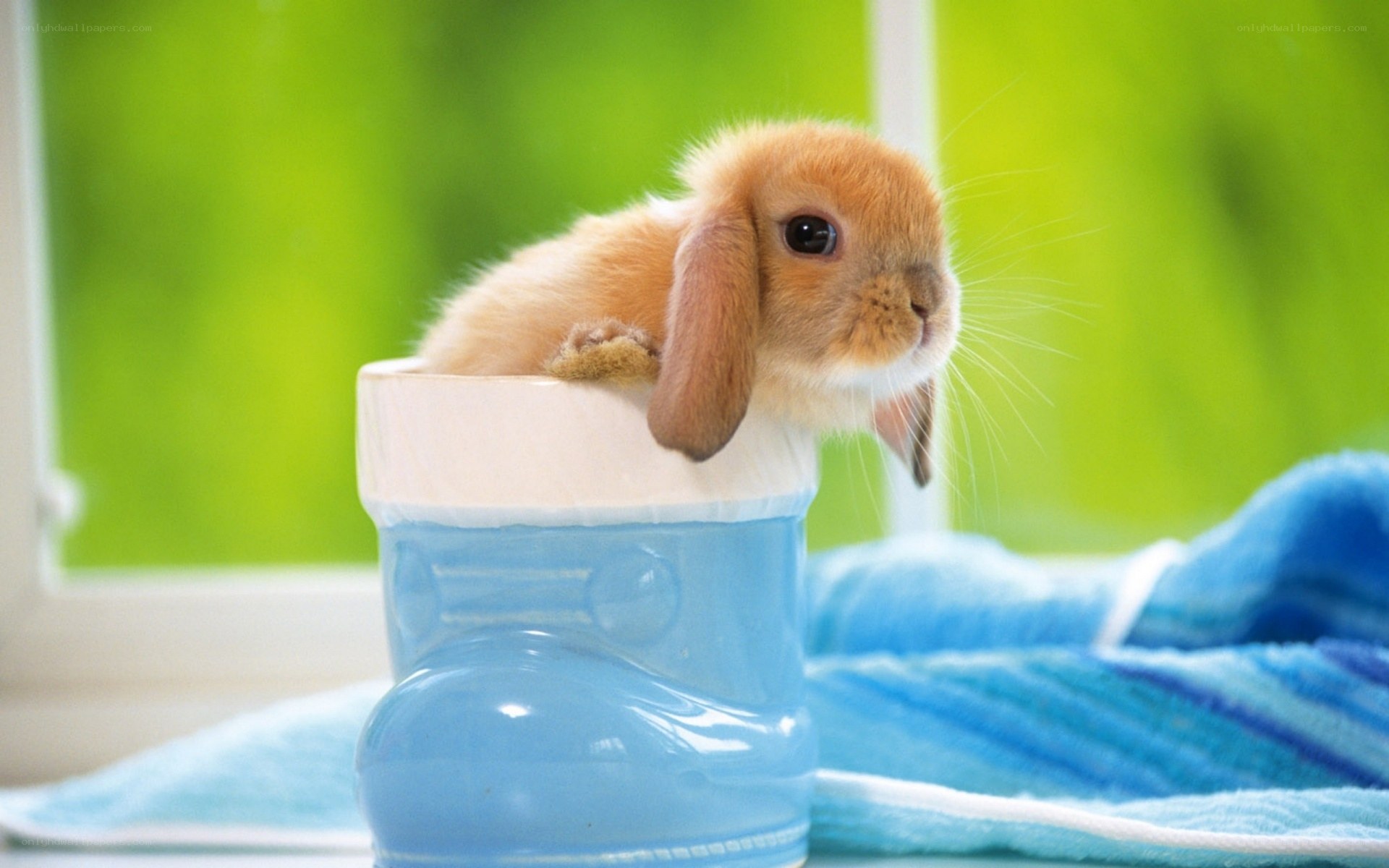 Baby bunny in a boot