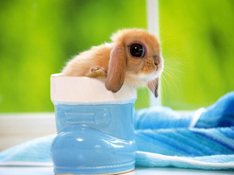 Baby Bunny in Boot — Blue, Calm