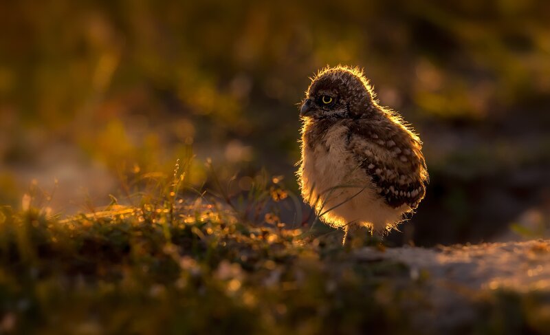 Baby Burrowing Owl
