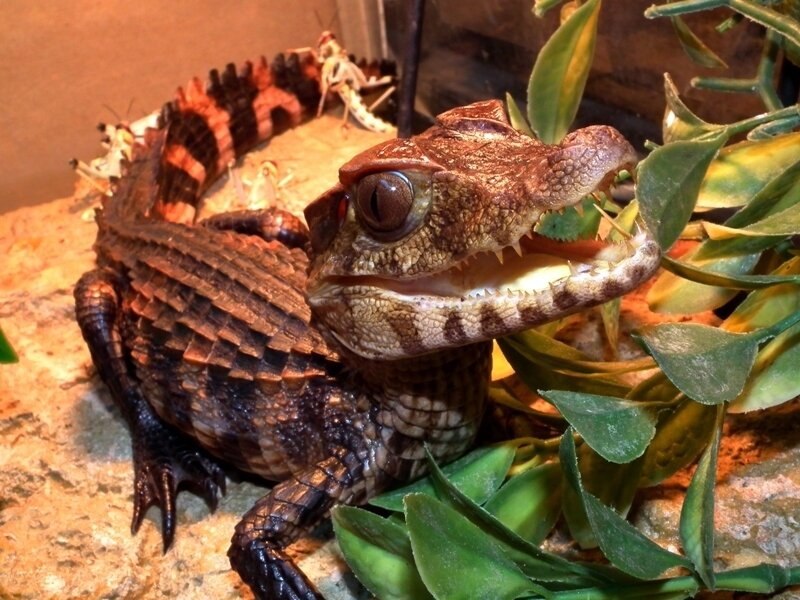 Baby caiman in terrarium