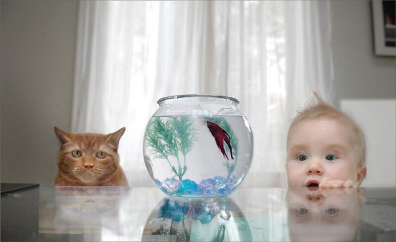 Baby Cat and Fish Bowl