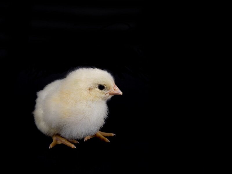 Baby chick on black background