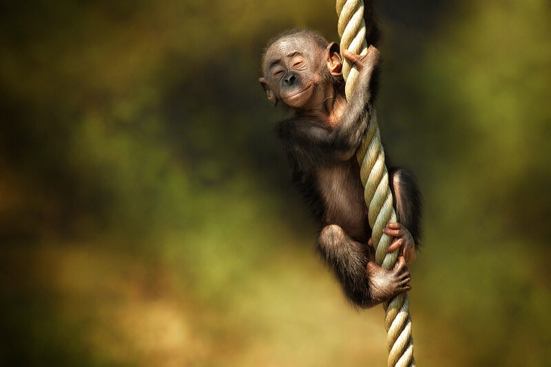 Baby Chimpanzee Climbing Rope