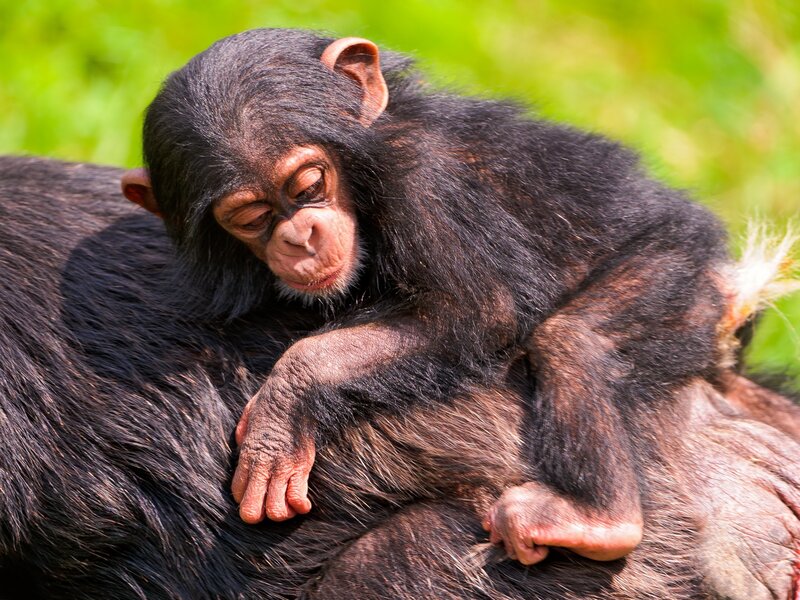 Baby Chimpanzee on Adult