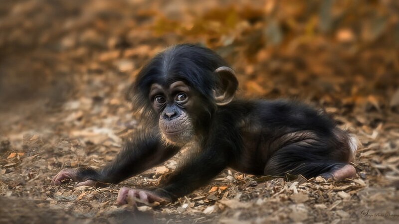 Baby chimpanzee on forest floor