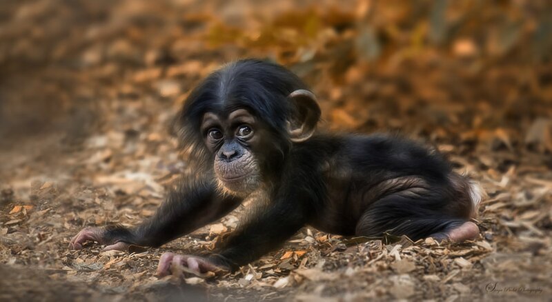 Baby Chimpanzee on Ground