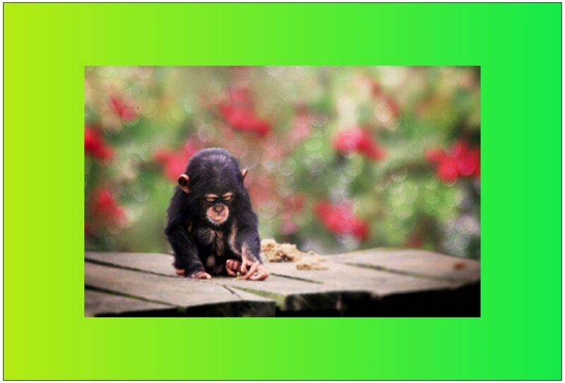 Baby Chimpanzee on Wood