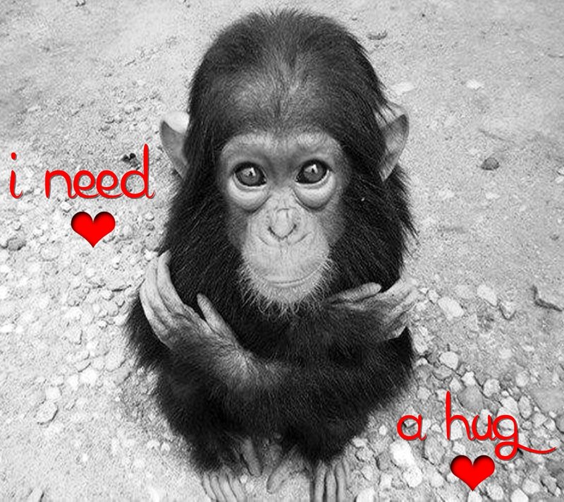 Baby Chimpanzee