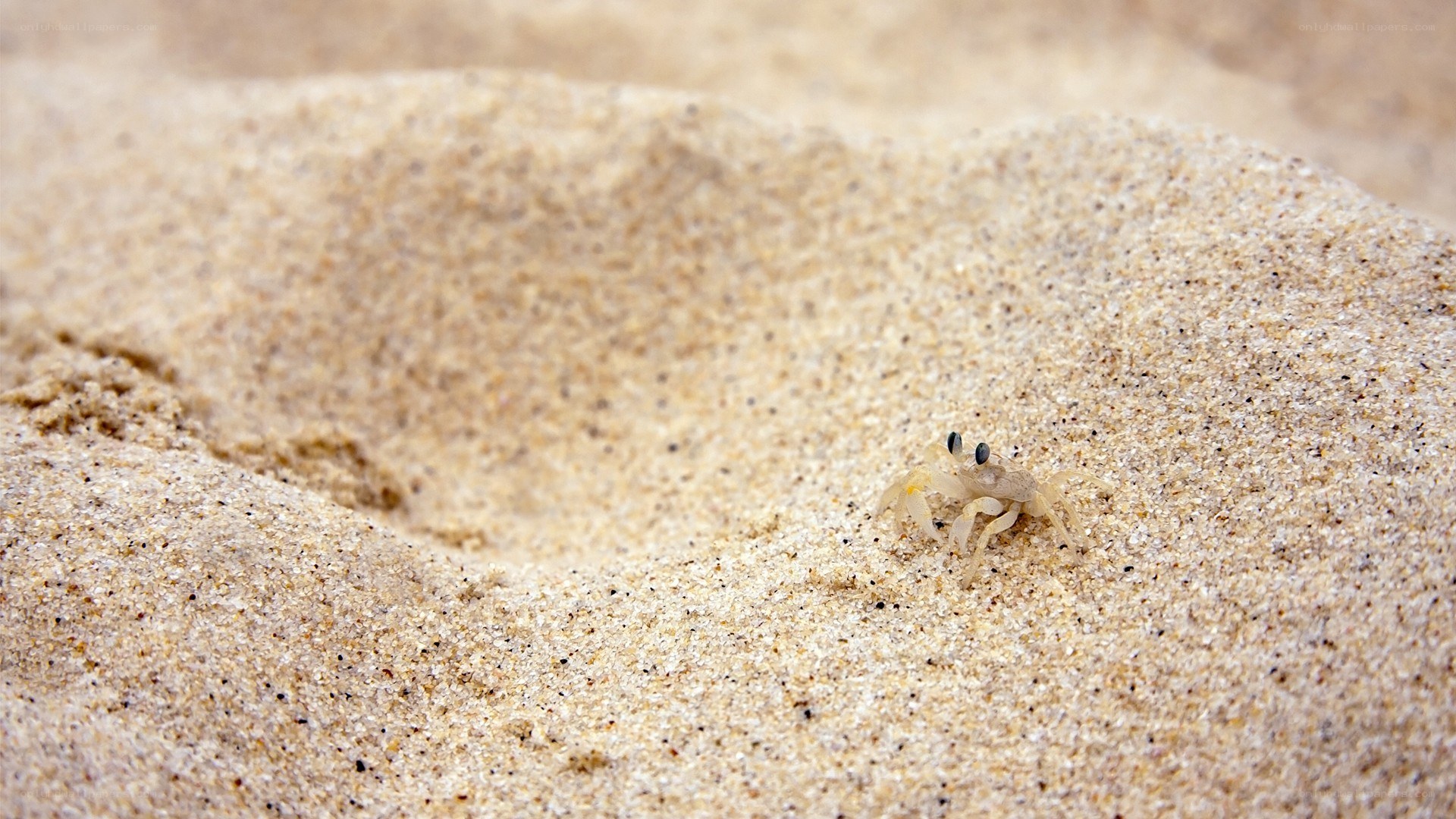 Baby crab on sandy beach