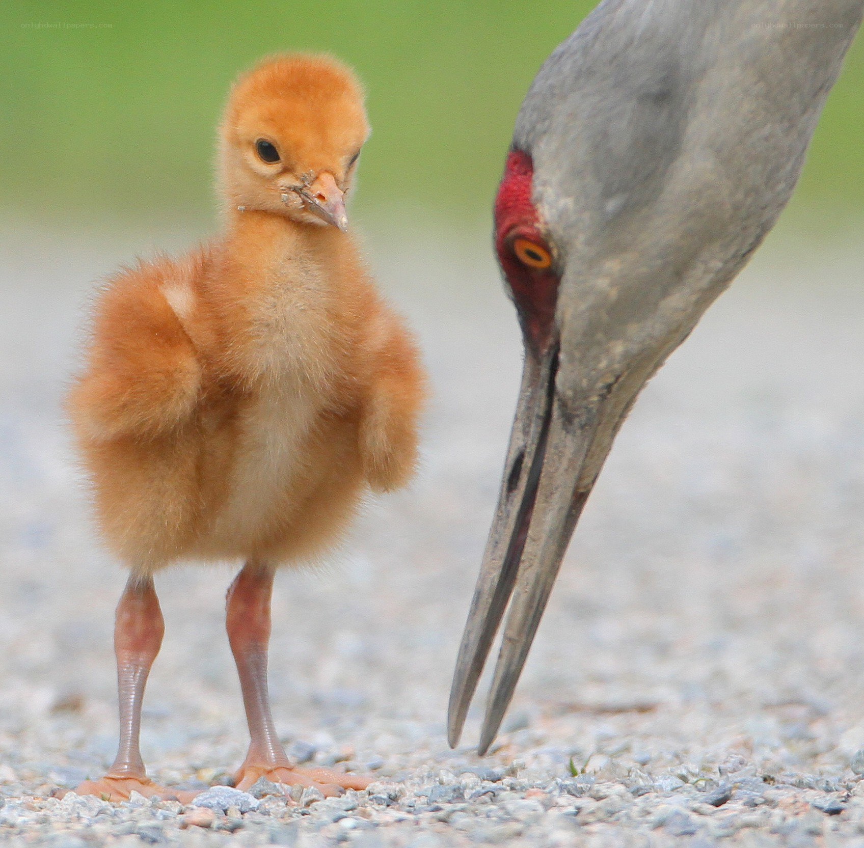 Baby crane with parent