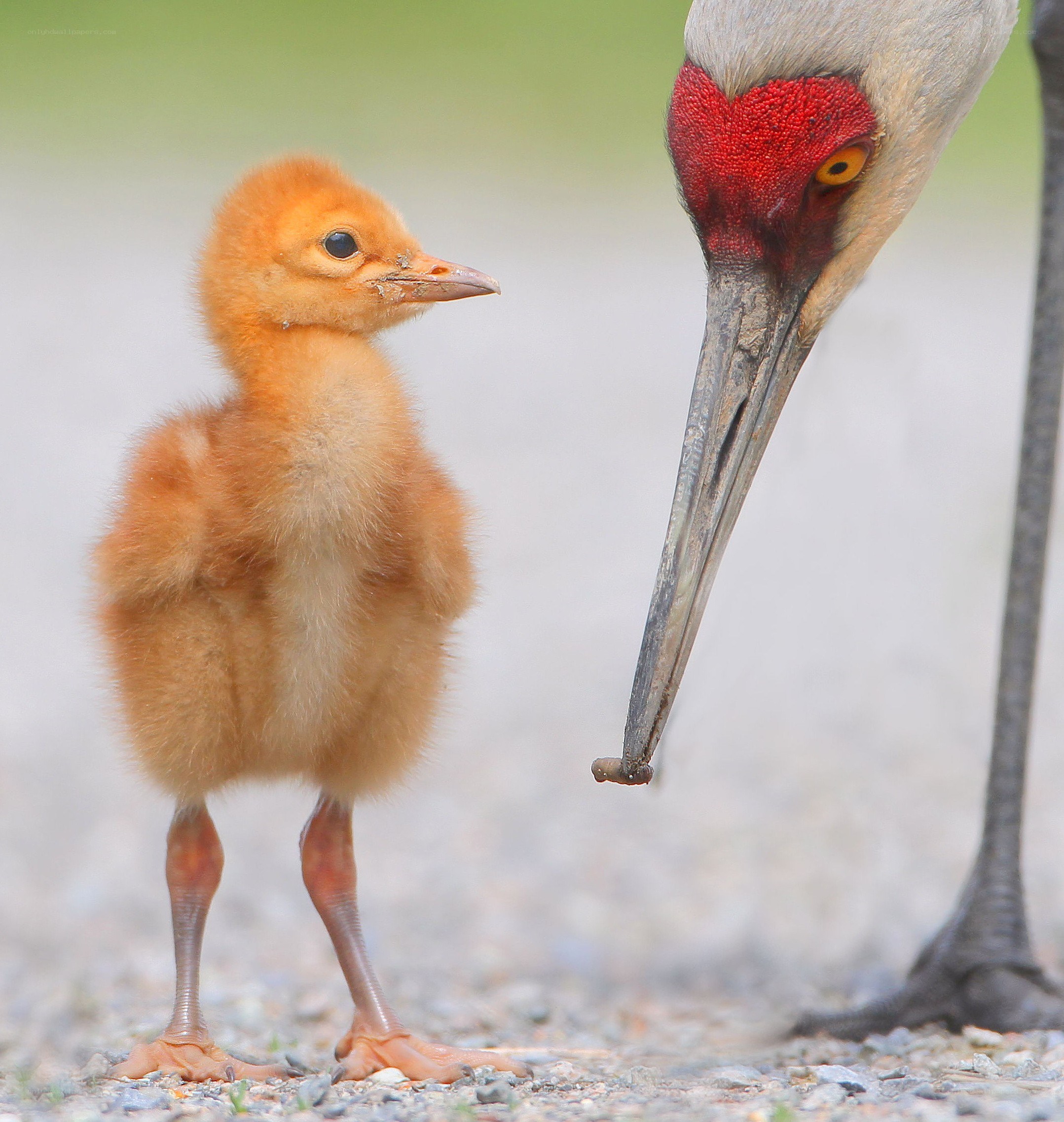 Baby crane with parent