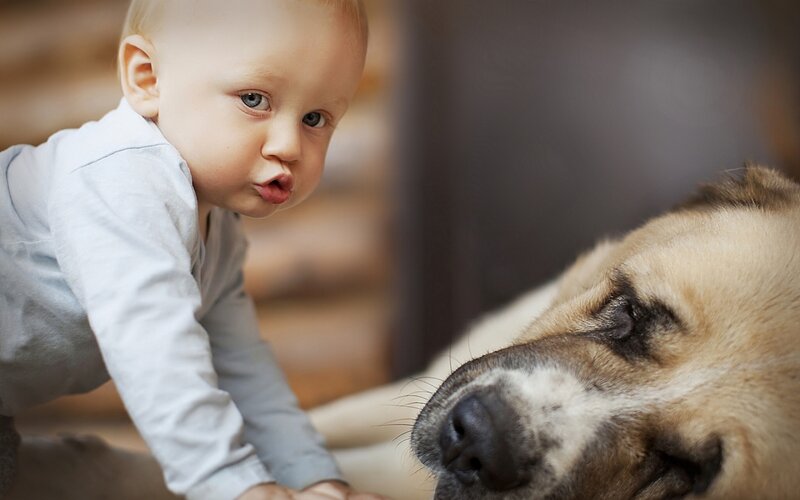 Baby Crawling Near Dog — Beige