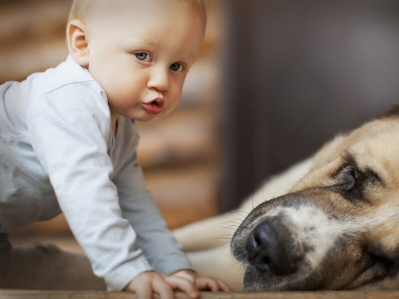 Baby Crawling Near Dog — Brown