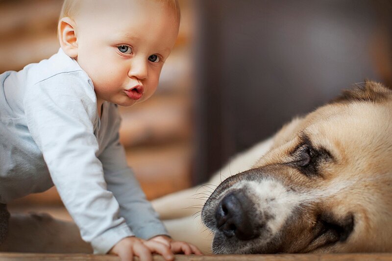 Baby Crawling Near Dog