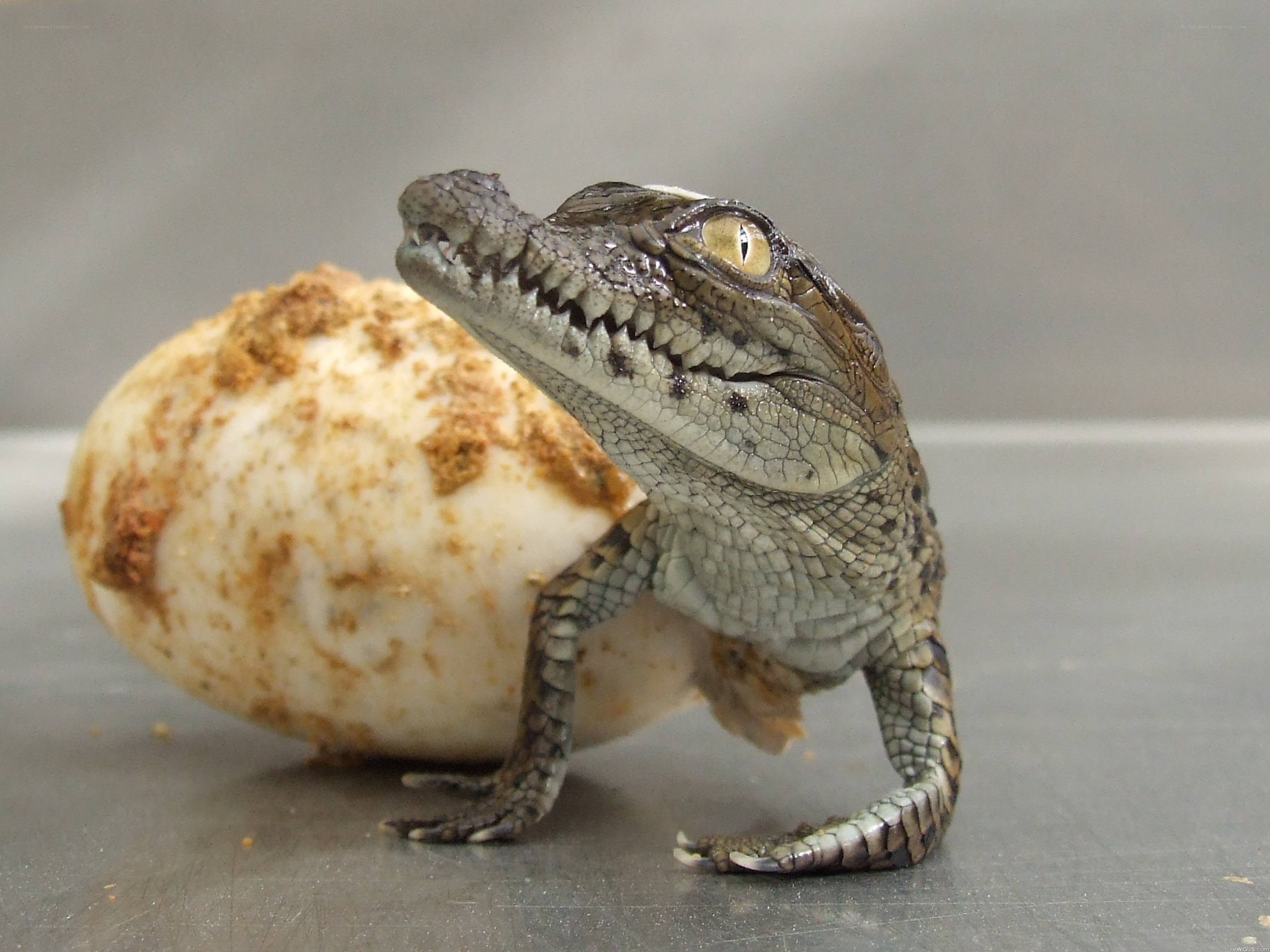 Baby crocodile hatching