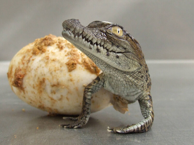 Baby crocodile hatching
