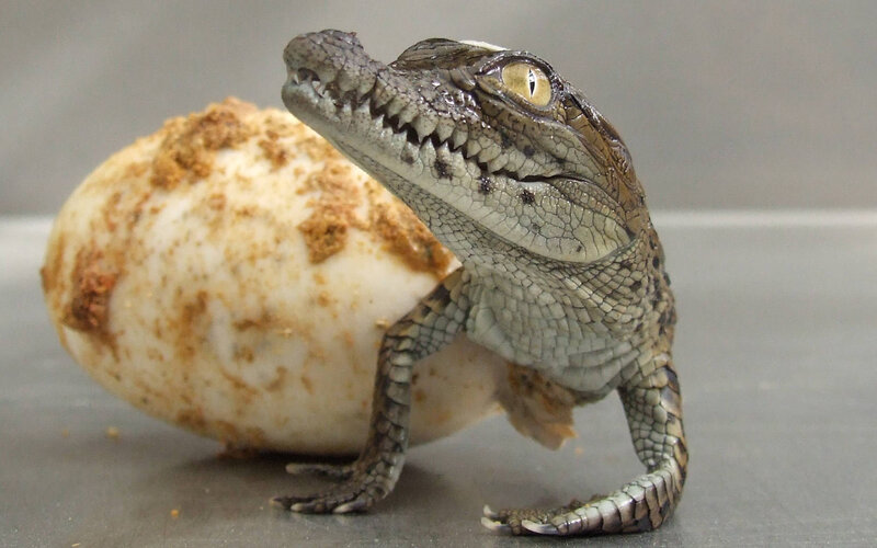 Baby crocodile hatching
