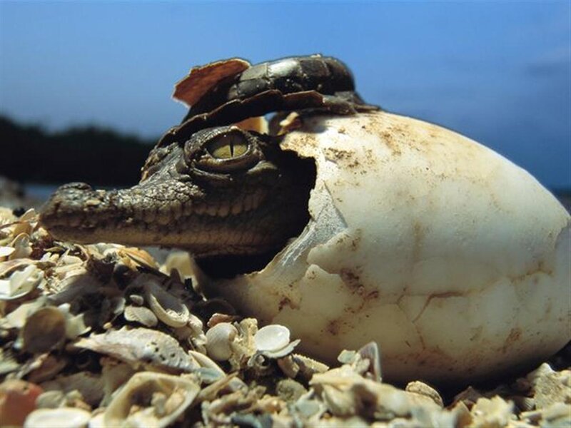 Baby crocodile hatching from egg