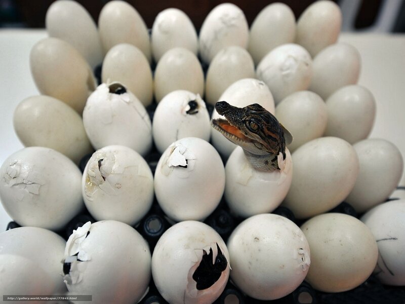 Baby crocodile hatching from egg