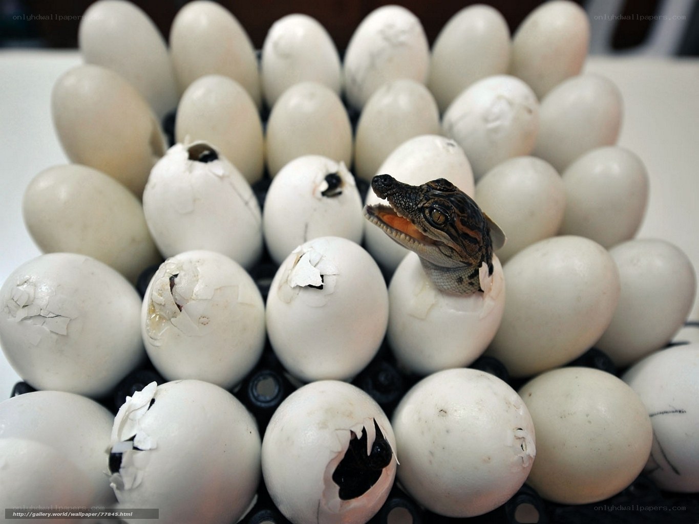 Baby crocodile hatching from egg