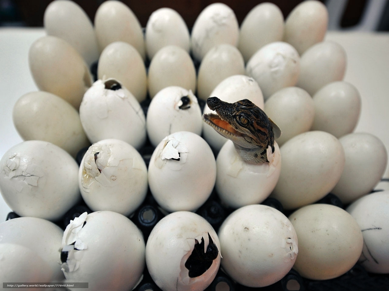 Baby crocodile hatching from egg