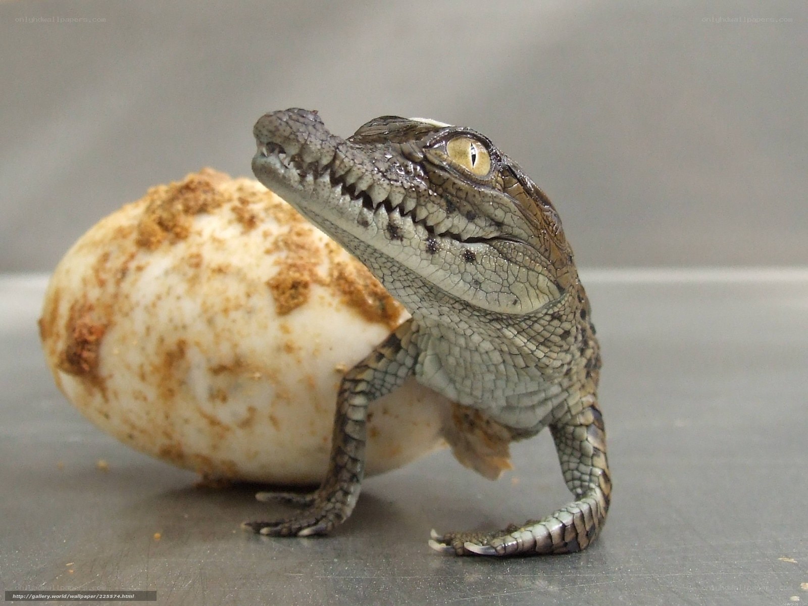 Baby crocodile hatching