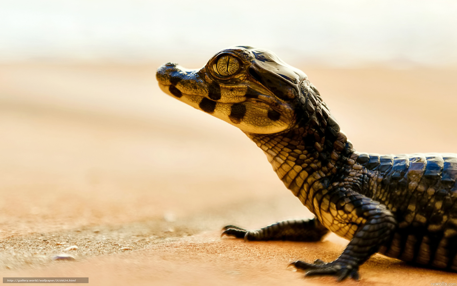 Baby crocodile on sandy beach