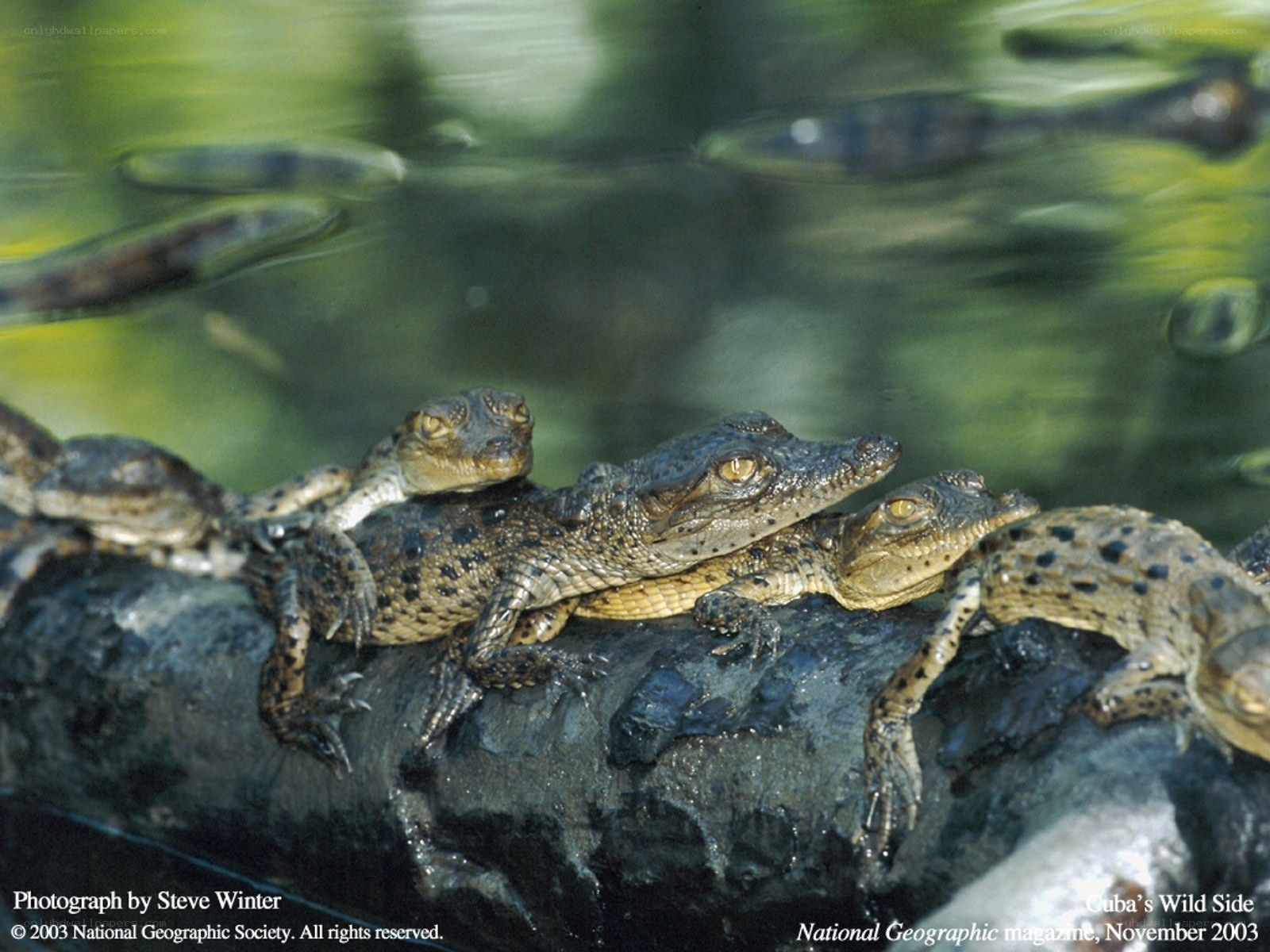 Baby crocodiles on a log