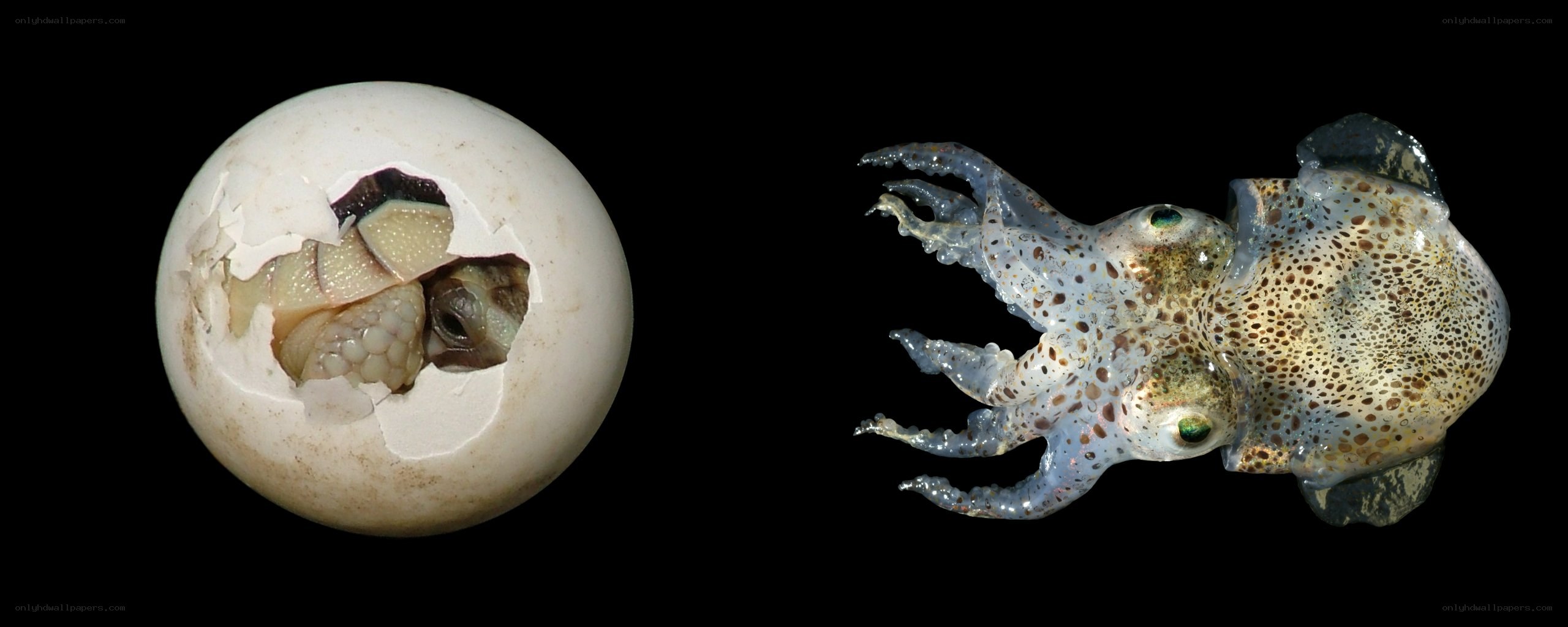 Baby cuttlefish hatching