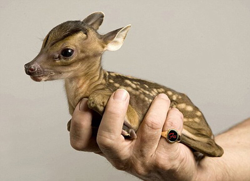 Baby deer held in hand