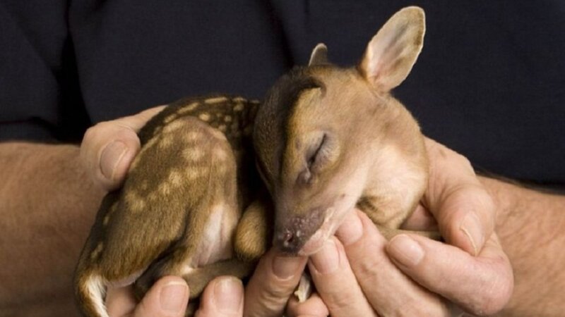 Baby deer in human hands