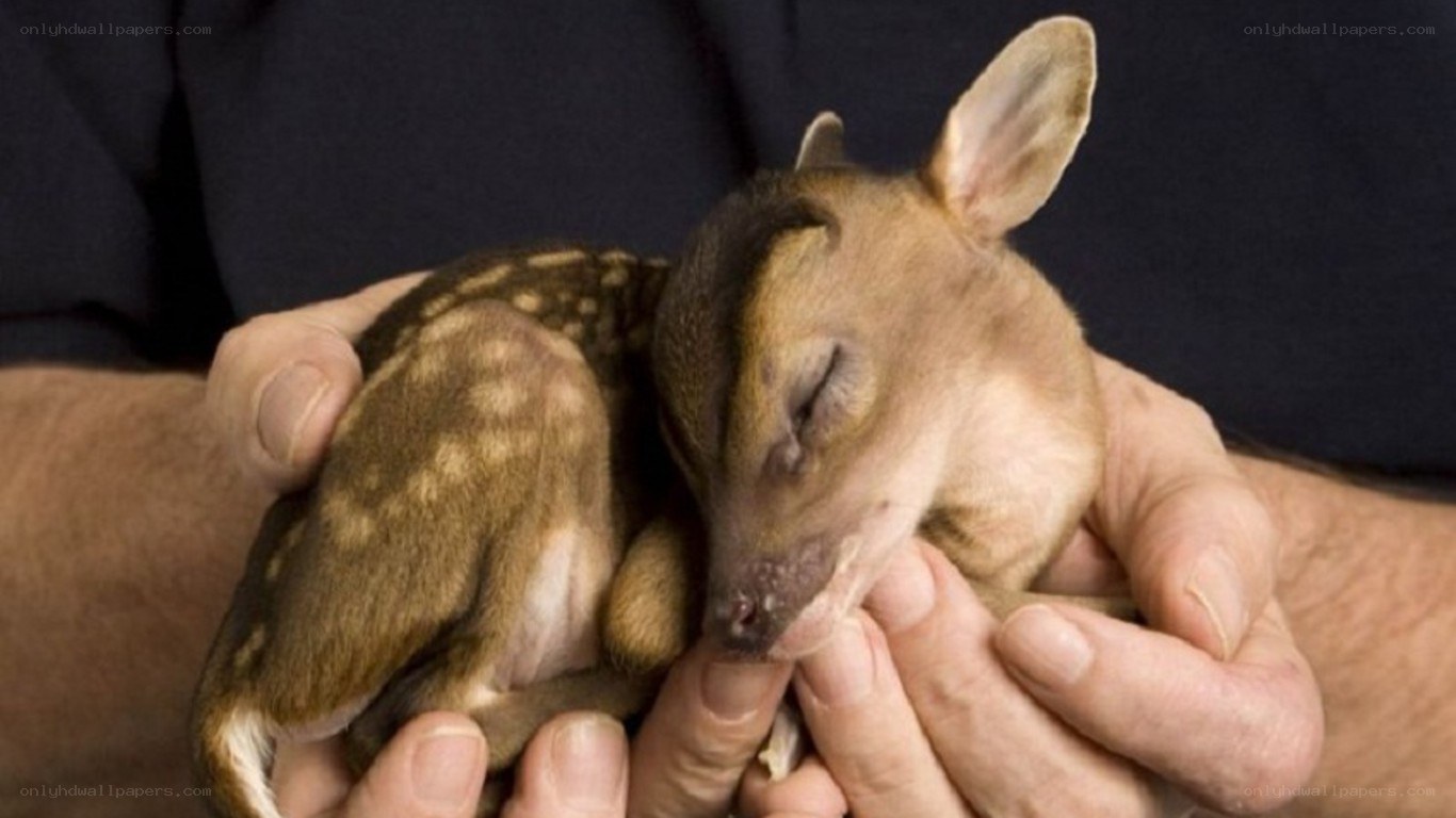 Baby deer in human hands