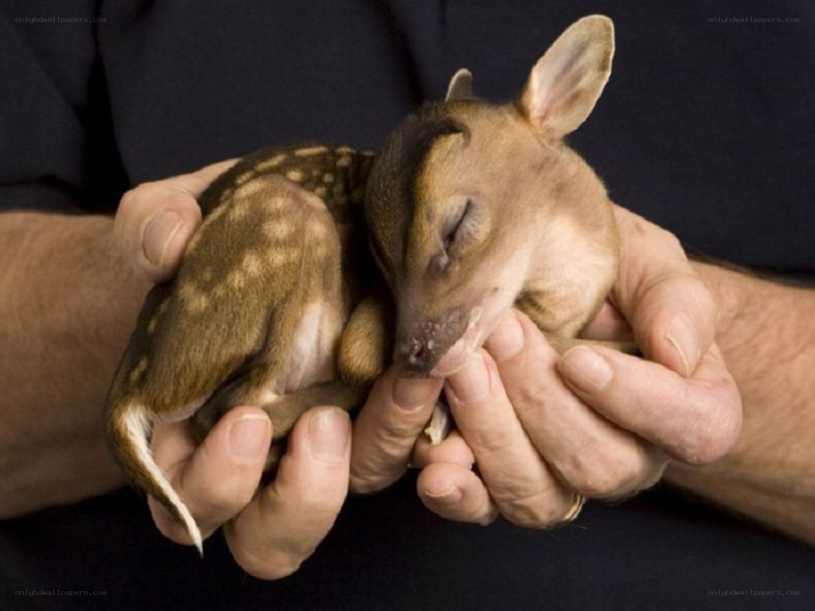 Baby deer in human hands