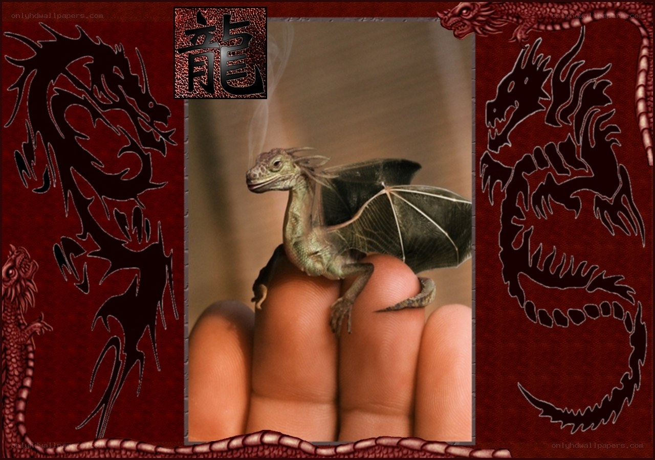 Baby dragon on a hand