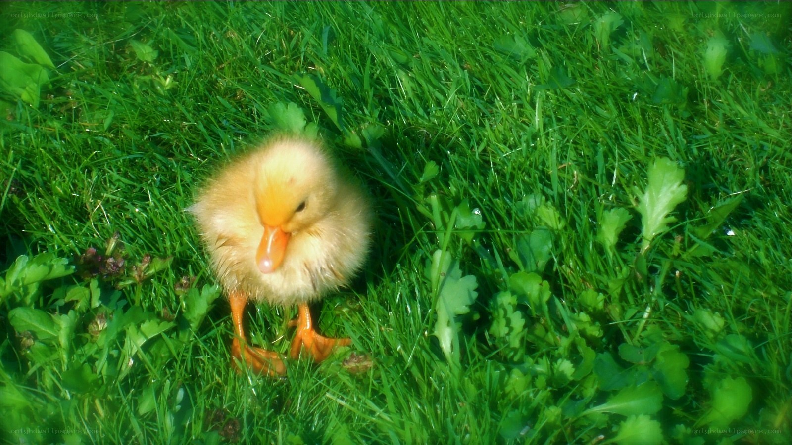 Baby duck in green grass