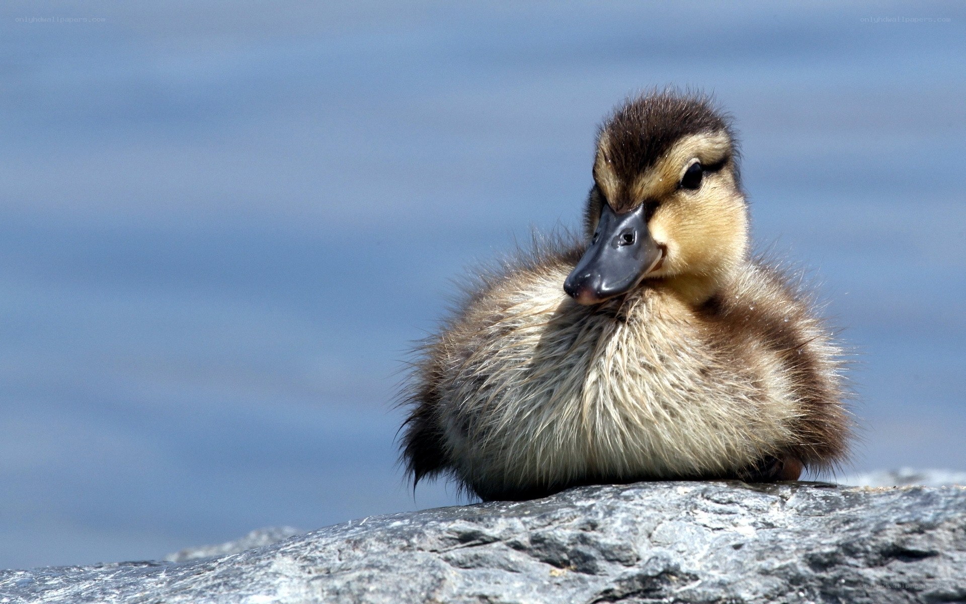 Baby duck on a rock