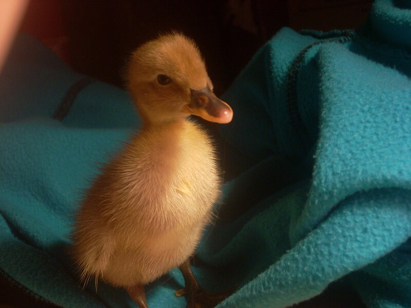 Baby duckling on a blanket