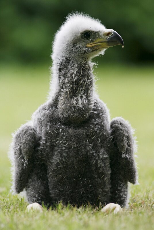 Baby eagle chick on grass