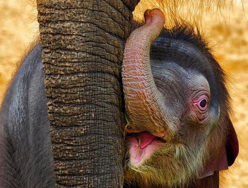 Baby Elephant Hugging Adult