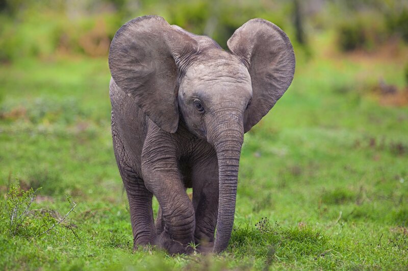 Baby elephant in a grassy field