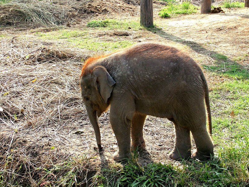 Baby elephant in enclosure