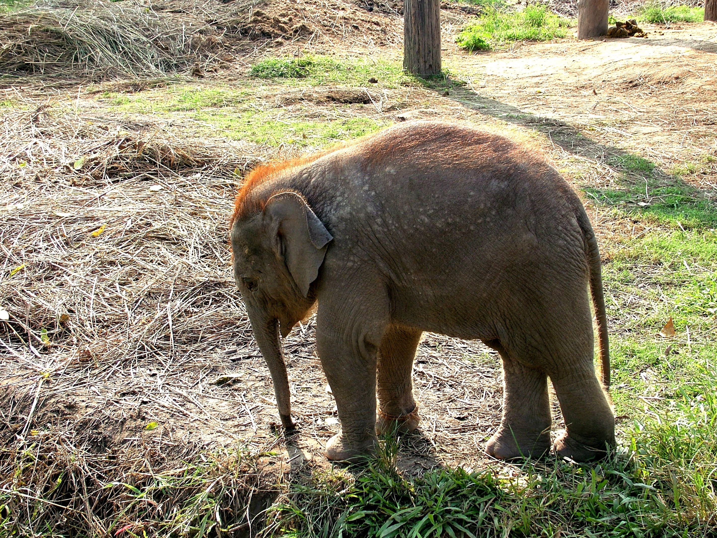 Baby elephant in enclosure