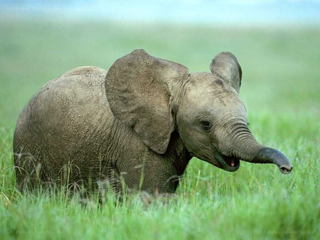 Baby elephant in grass