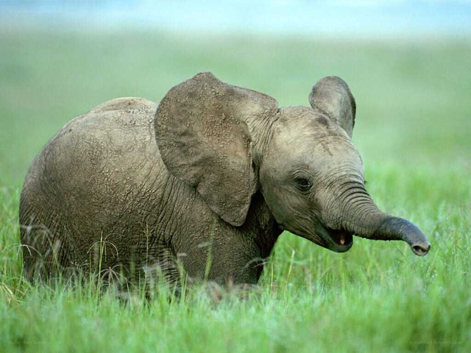Baby elephant in grass