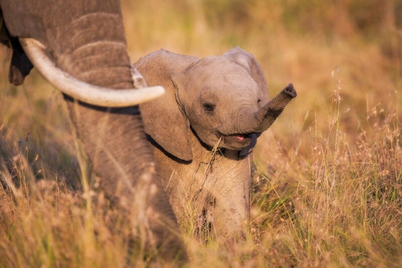 Baby Elephant in Grass — Brown