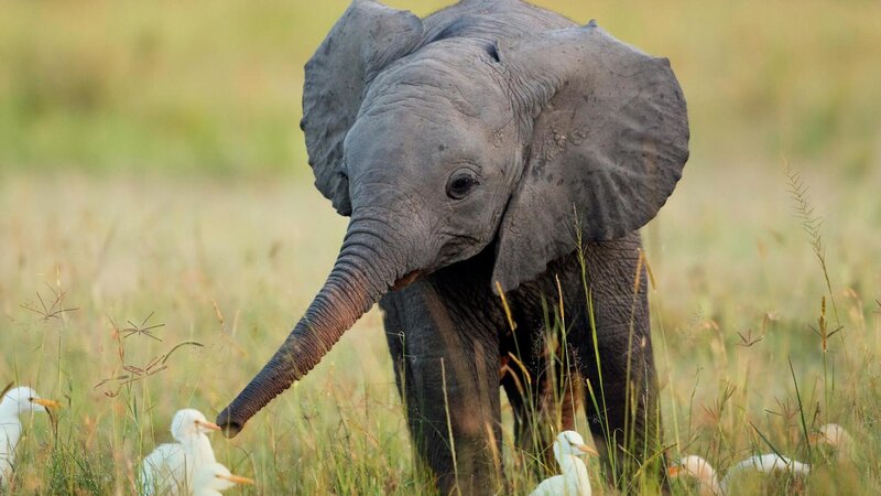 Baby Elephant in Grass — Gray, Calm
