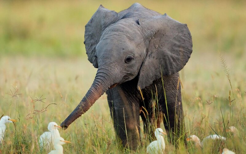 Baby Elephant in Grass — Gray