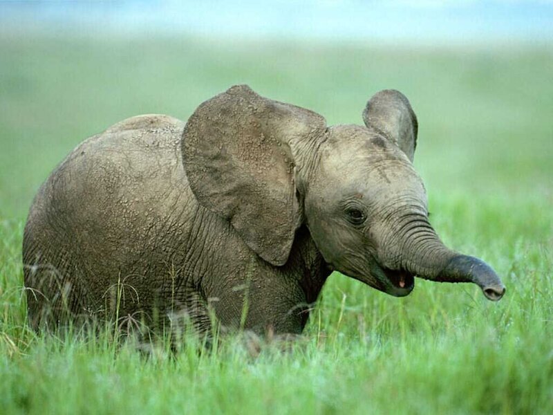 Baby Elephant in Grass — Green, Calm, Afternoon, Photograph, Field, Gray
