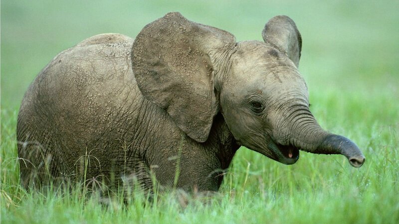 Baby Elephant in Grass — Green, Calm, Afternoon, Photograph, Gray
