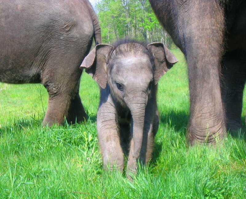 Baby Elephant in Grass — Green, Calm, Afternoon, Photograph
